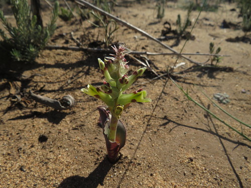 Lachenalia marginata