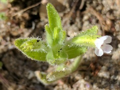 Erythranthe parishii
