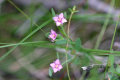 Boronia parviflora