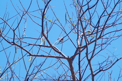 Ramphotrigon flammulatum