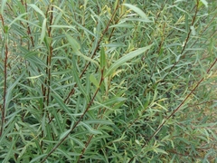 Salix