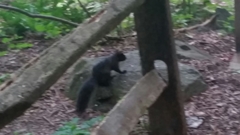 Sciurus carolinensis pennsylvanicus