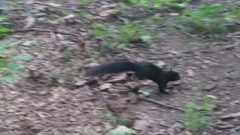 Sciurus carolinensis pennsylvanicus