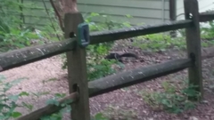 Sciurus carolinensis pennsylvanicus