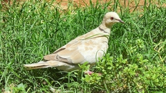 Streptopelia decaocto