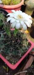 Gymnocalycium