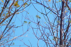 Ramphotrigon flammulatum