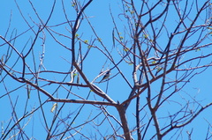 Ramphotrigon flammulatum