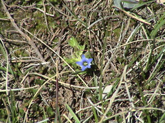 Gentiana karelinii