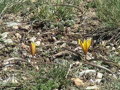Tulipa dasystemon