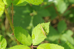 Mecostethus parapleurus