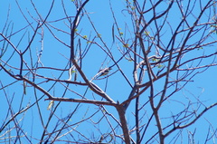 Ramphotrigon flammulatum