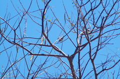 Ramphotrigon flammulatum