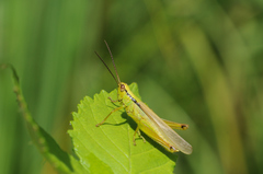 Mecostethus parapleurus