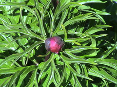 Paeonia intermedia