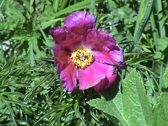Paeonia intermedia