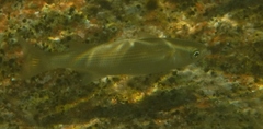 Oedalechilus labeo