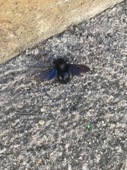 Xylocopa
