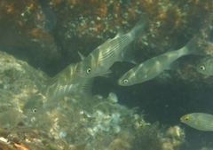 Oedalechilus labeo