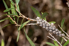 Melaleuca pallida