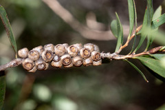 Melaleuca pallida