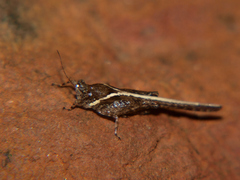 Hedotettix pulchellus