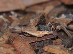 Hedotettix pulchellus