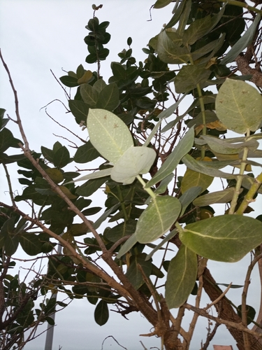 Calotropis procera image