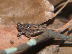 Hedotettix pulchellus