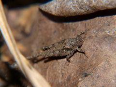 Hedotettix pulchellus