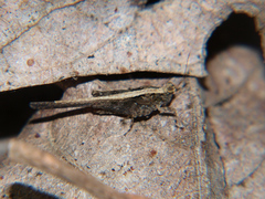 Hedotettix pulchellus