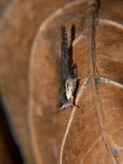 Hedotettix pulchellus