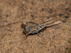 Hedotettix pulchellus