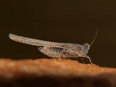 Hedotettix pulchellus