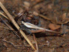 Hedotettix pulchellus