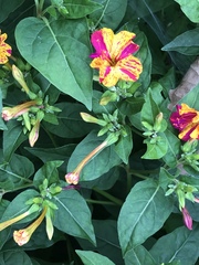 Mirabilis jalapa