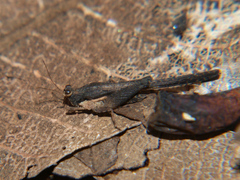 Hedotettix pulchellus