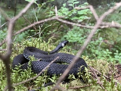 Natrix natrix
