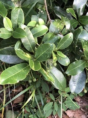 Elaeodendron