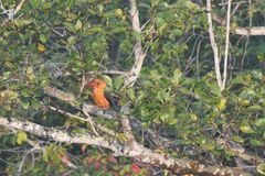 Pelargopsis amauroptera