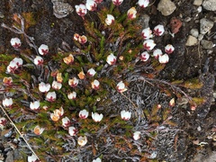 Harrimanella hypnoides