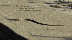 Tetradactylus africanus