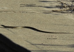 Tetradactylus africanus