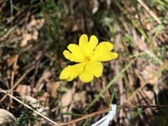 Hibbertia cistiflora