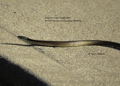 Tetradactylus africanus