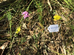 Hibbertia cistiflora
