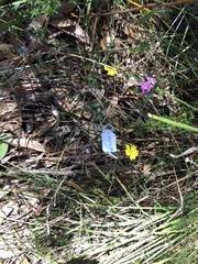 Hibbertia cistiflora