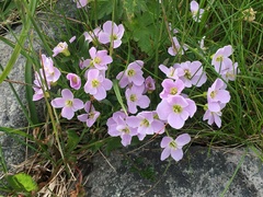 Cardamine polemonioides