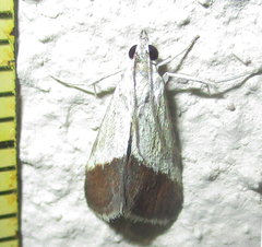 Odontiinae