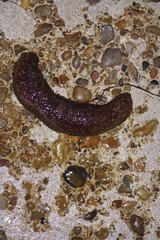 Holothuria grisea